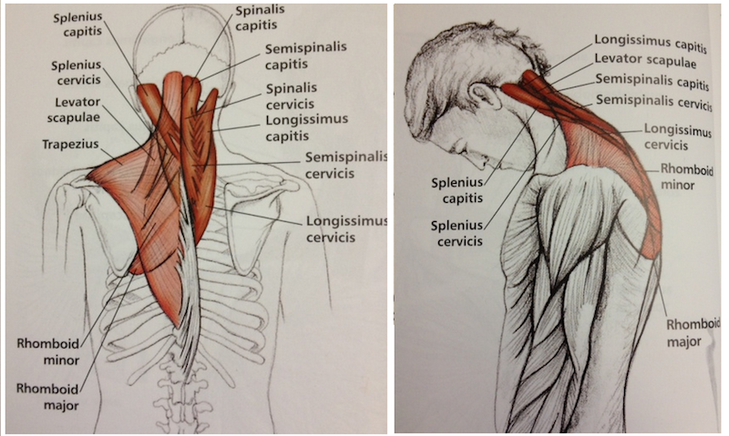 Stretch Sequence To Relieve Tension In The Neck Shoulders stretch-sequence-to-relieve-tension-in-the-neck-shoulders